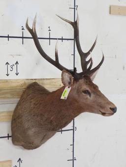 Elk Sh Mt TAXIDERMY