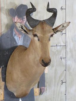 Lichtenstein Hartebeest Sh Mt TAXIDERMY