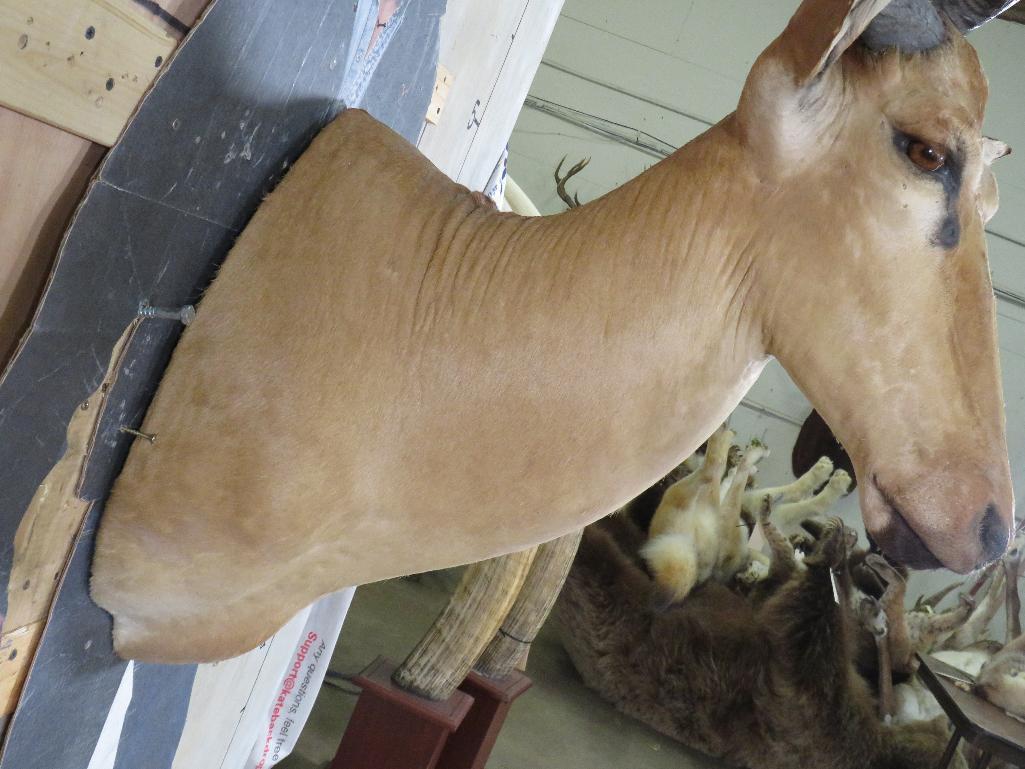 Lichtenstein Hartebeest Sh Mt TAXIDERMY