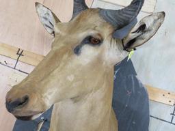 Lichtenstein Hartebeest Sh Mt TAXIDERMY