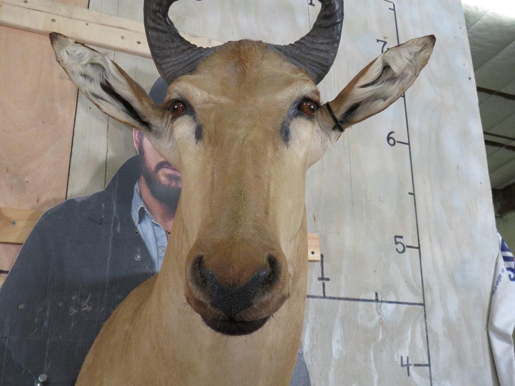 Lichtenstein Hartebeest Sh Mt TAXIDERMY