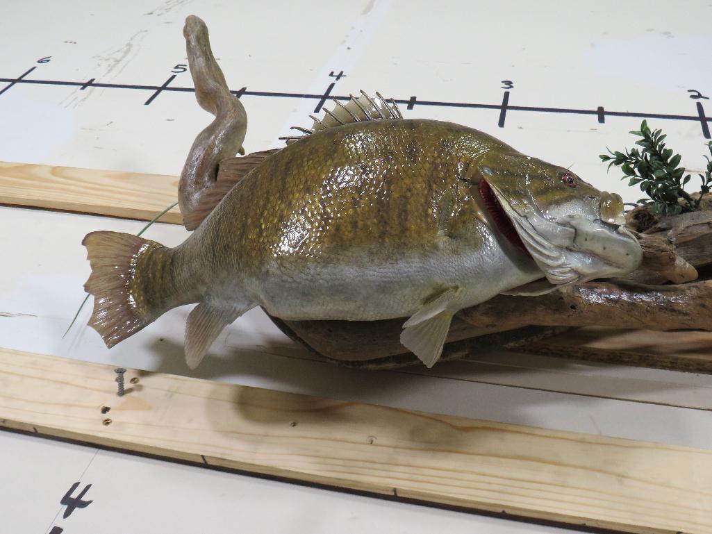 Reproduction Bass on Very Nice Natural Wood Scene TAXIDERMY