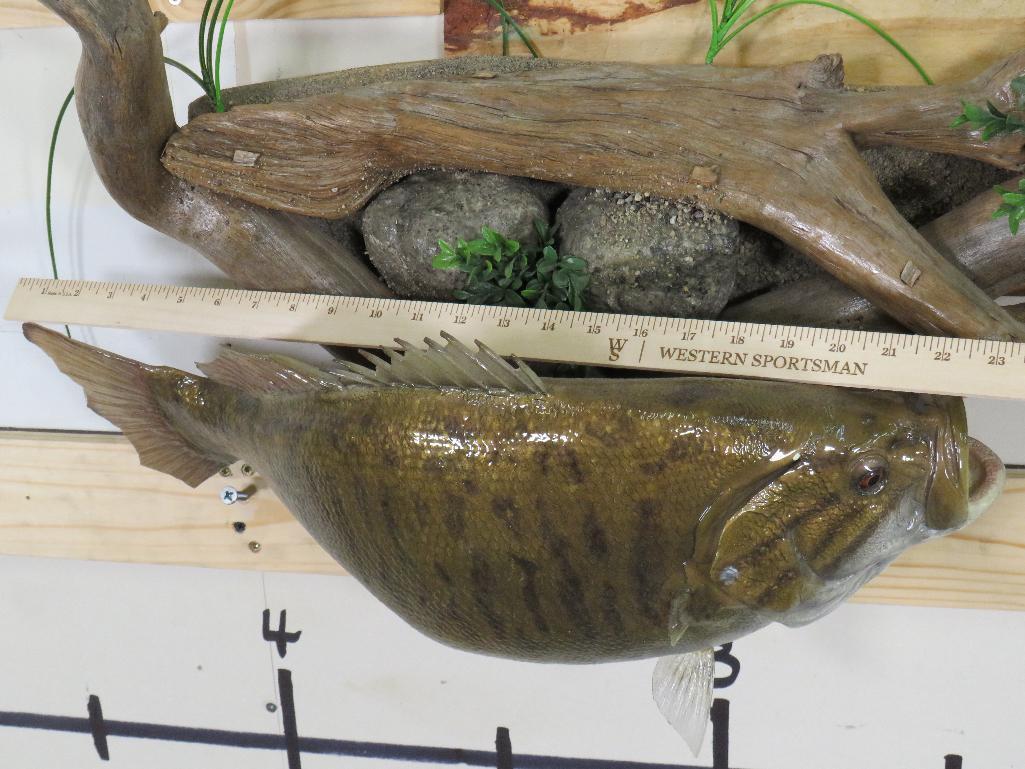 Reproduction Bass on Very Nice Natural Wood Scene TAXIDERMY