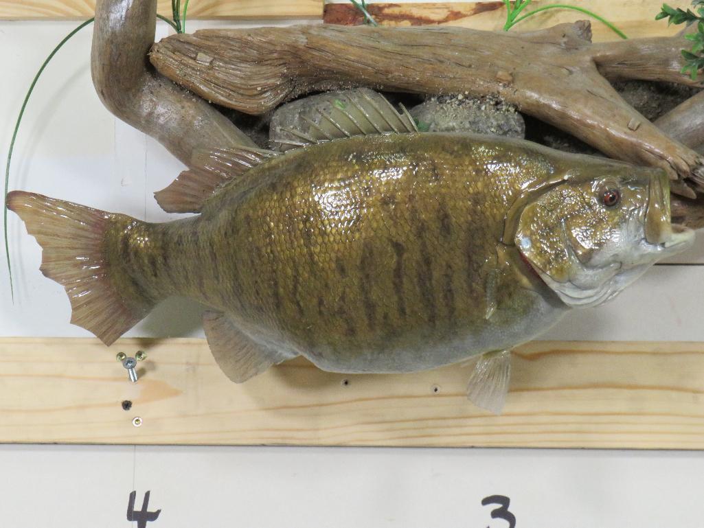 Reproduction Bass on Very Nice Natural Wood Scene TAXIDERMY