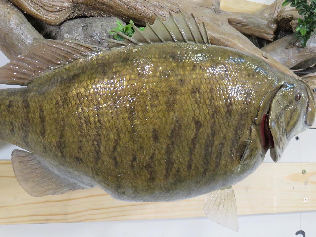 Reproduction Bass on Very Nice Natural Wood Scene TAXIDERMY