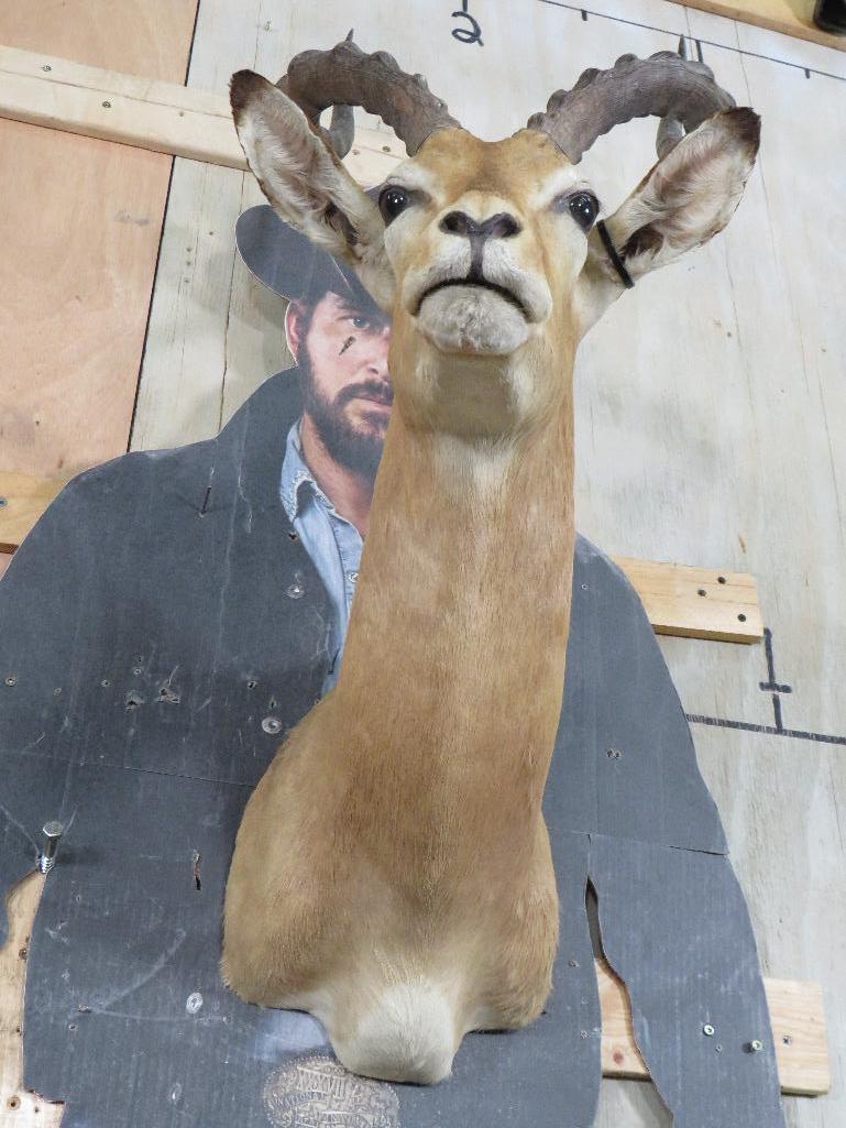 Impala Sh Mt TAXIDERMY