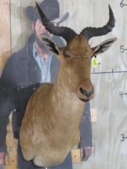 Coke's Hartebeest Sh Mt TAXIDERMY