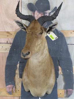 Coke's Hartebeest Sh Mt TAXIDERMY