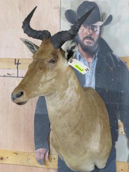 Coke's Hartebeest Sh Mt TAXIDERMY