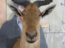 Coke's Hartebeest Sh Mt TAXIDERMY