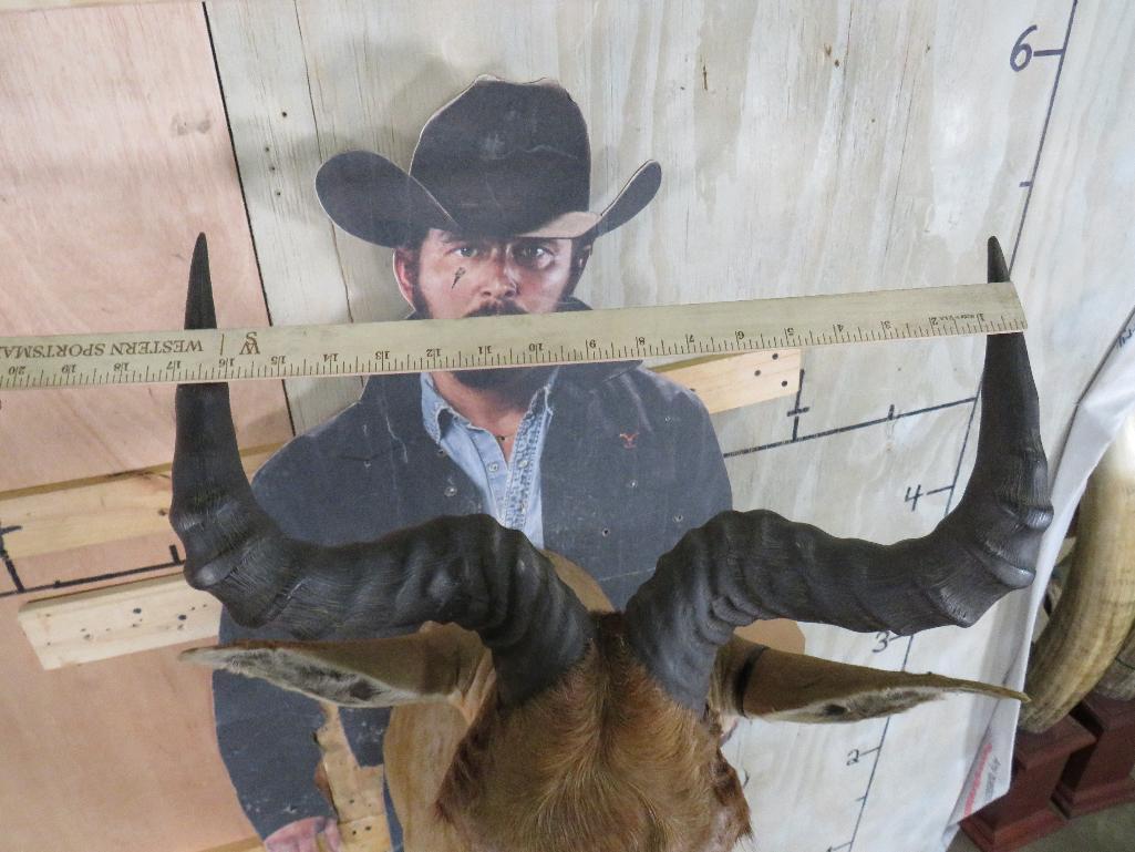 Coke's Hartebeest Sh Mt TAXIDERMY