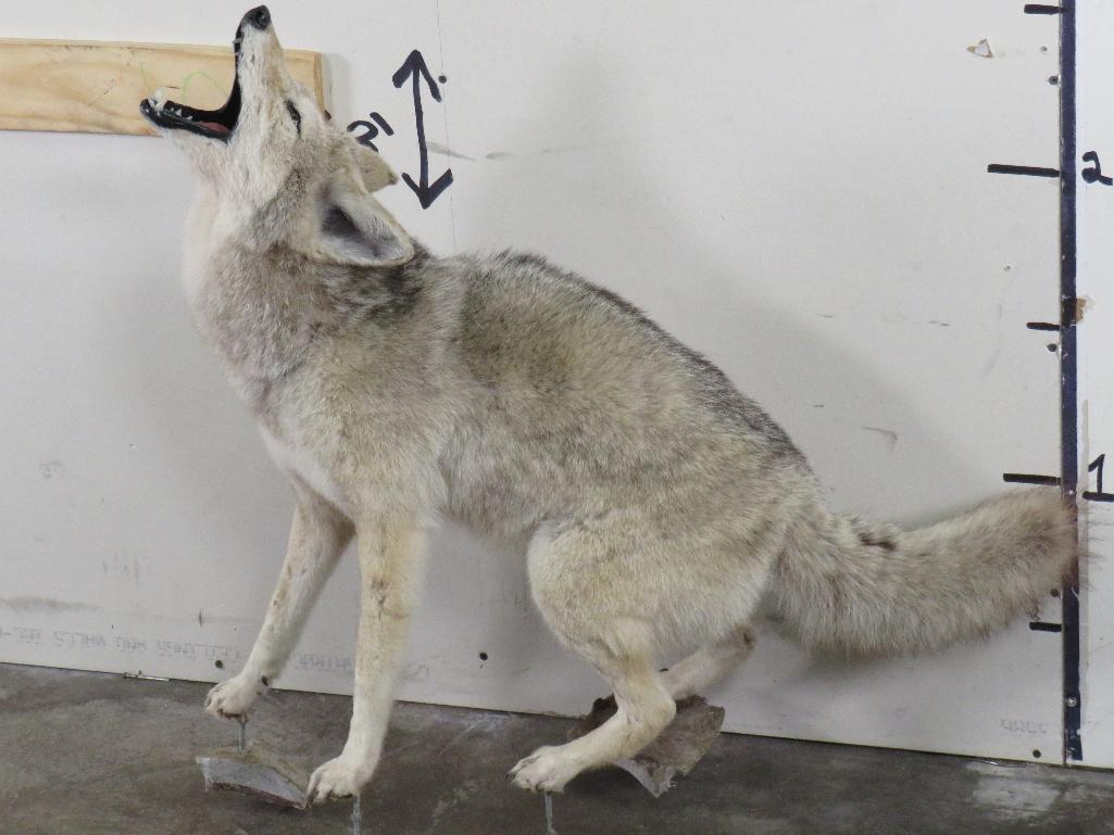Lifesize Howling Coyote on Bolts *No base TAXIDERMY