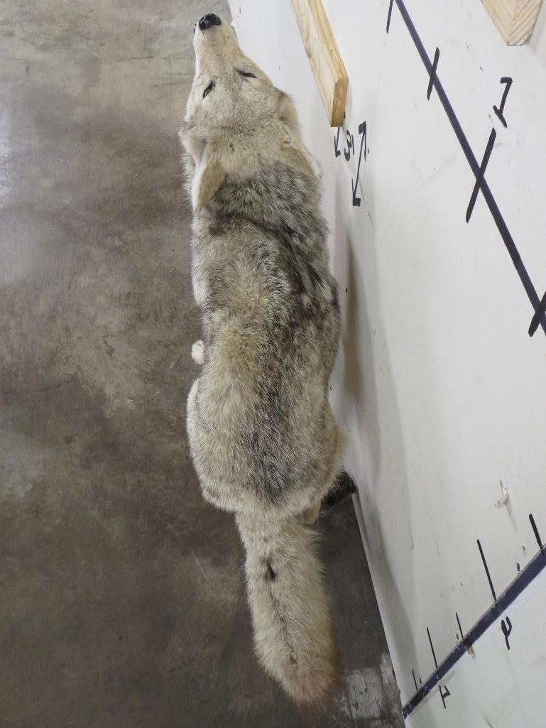 Lifesize Howling Coyote on Bolts *No base TAXIDERMY