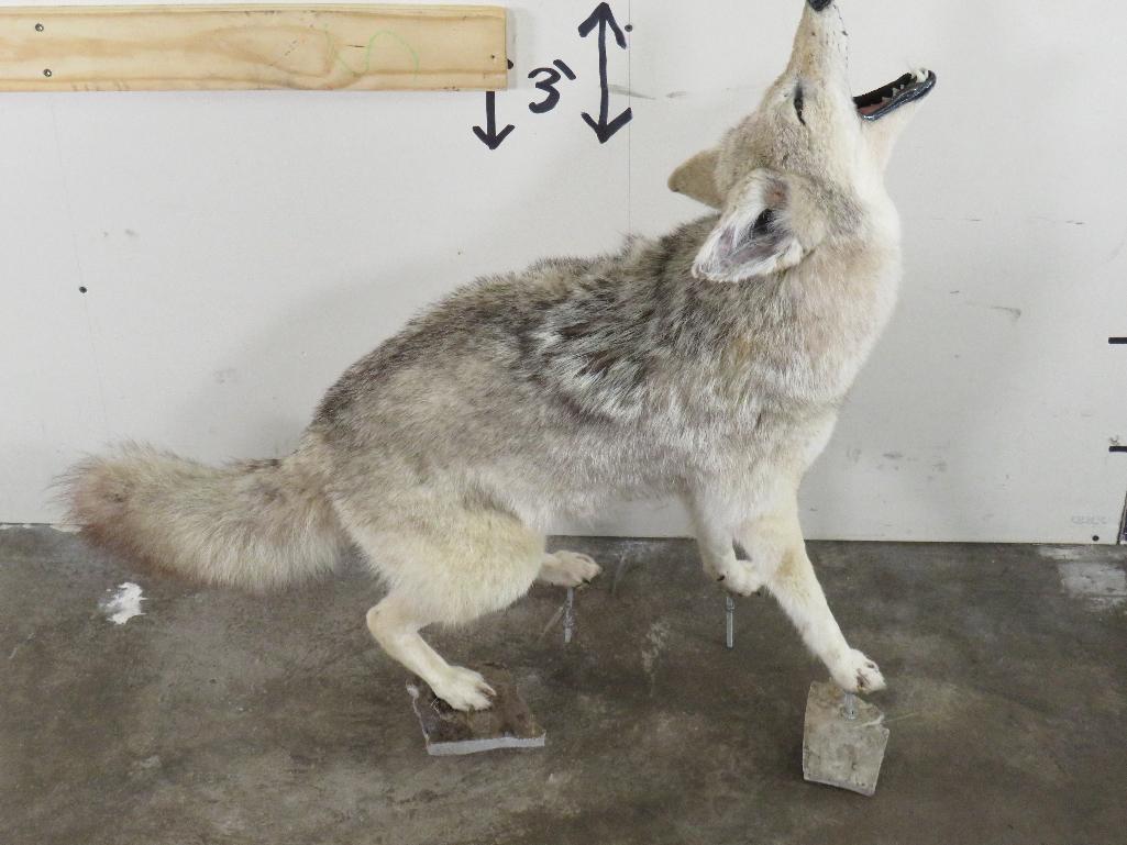 Lifesize Howling Coyote on Bolts *No base TAXIDERMY