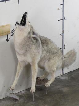 Lifesize Howling Coyote on Bolts *No base TAXIDERMY