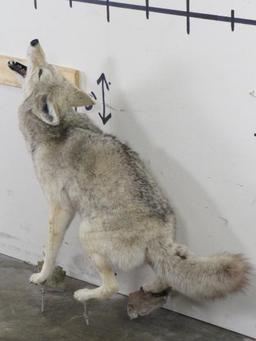 Lifesize Howling Coyote on Bolts *No base TAXIDERMY