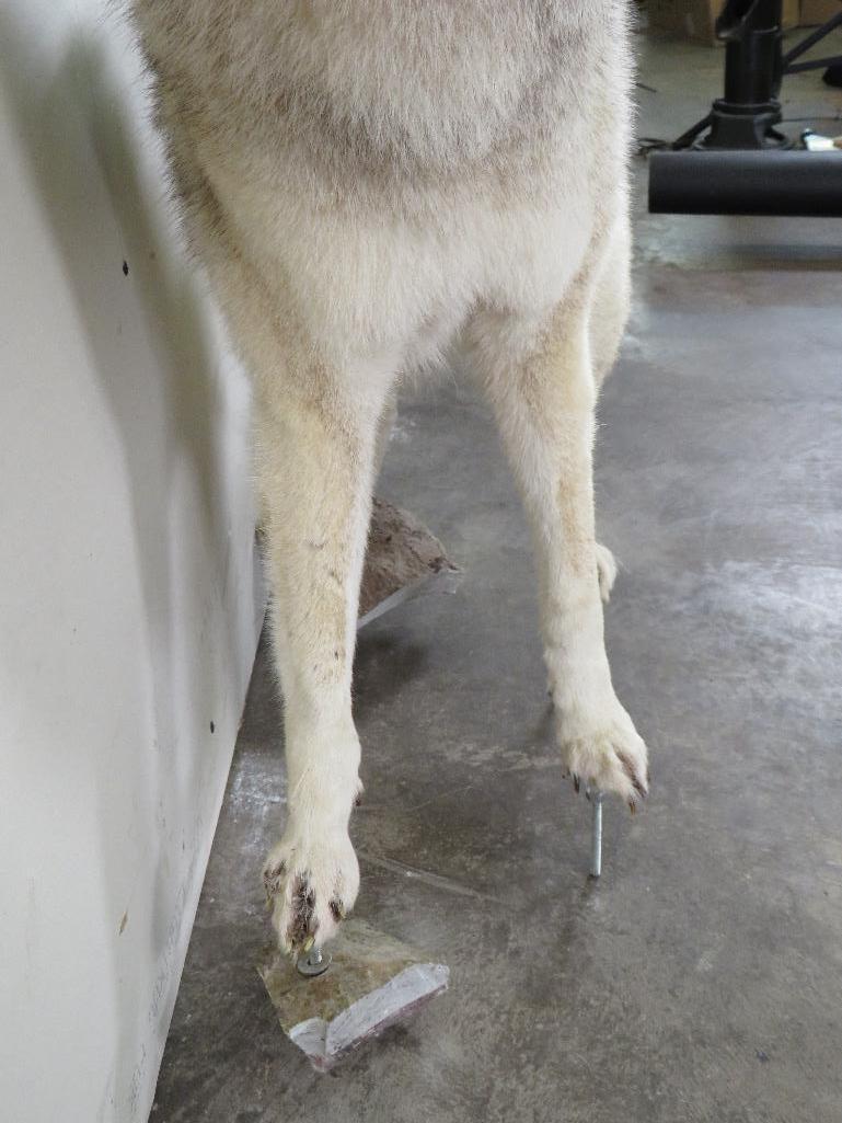 Lifesize Howling Coyote on Bolts *No base TAXIDERMY