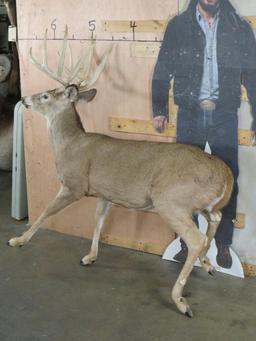 Nice Lifesize 10 Pt Whitetail *No Base* TAXIDERMY