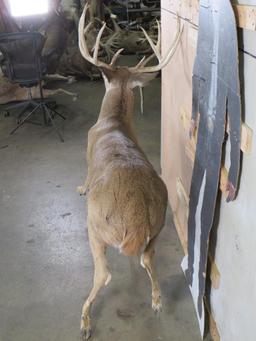 Nice Lifesize 10 Pt Whitetail *No Base* TAXIDERMY