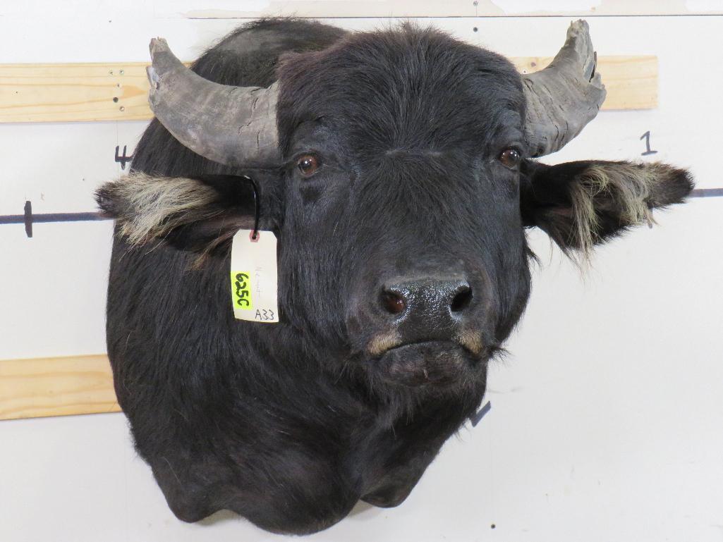 Water Buffalo Sh Mt TAXIDERMY