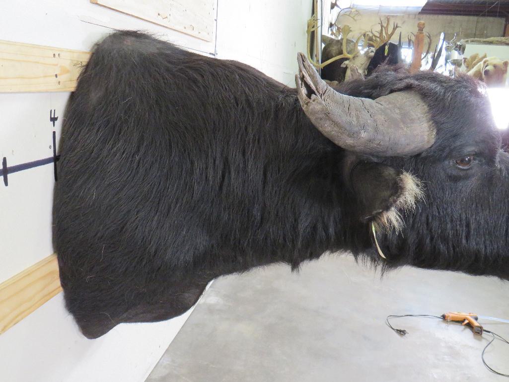 Water Buffalo Sh Mt TAXIDERMY