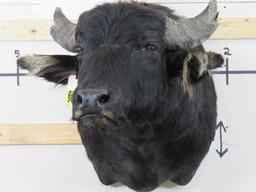 Water Buffalo Sh Mt TAXIDERMY