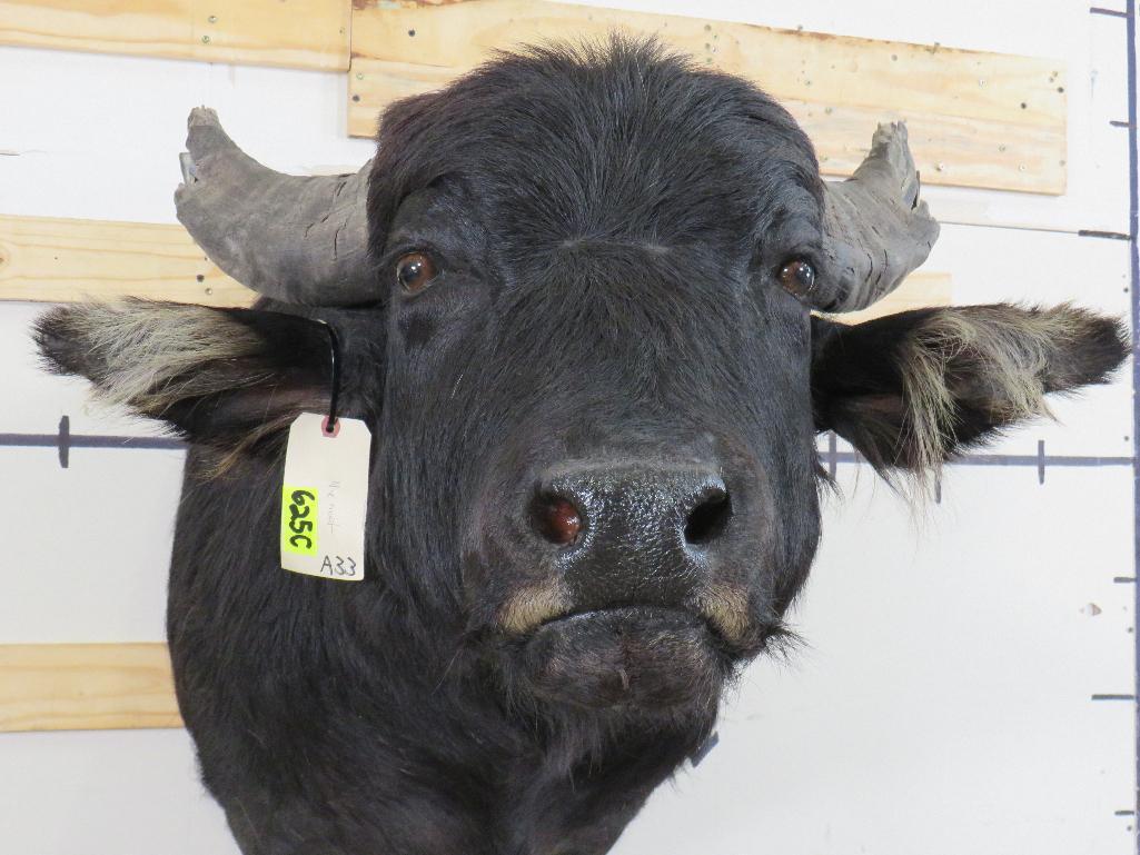 Water Buffalo Sh Mt TAXIDERMY