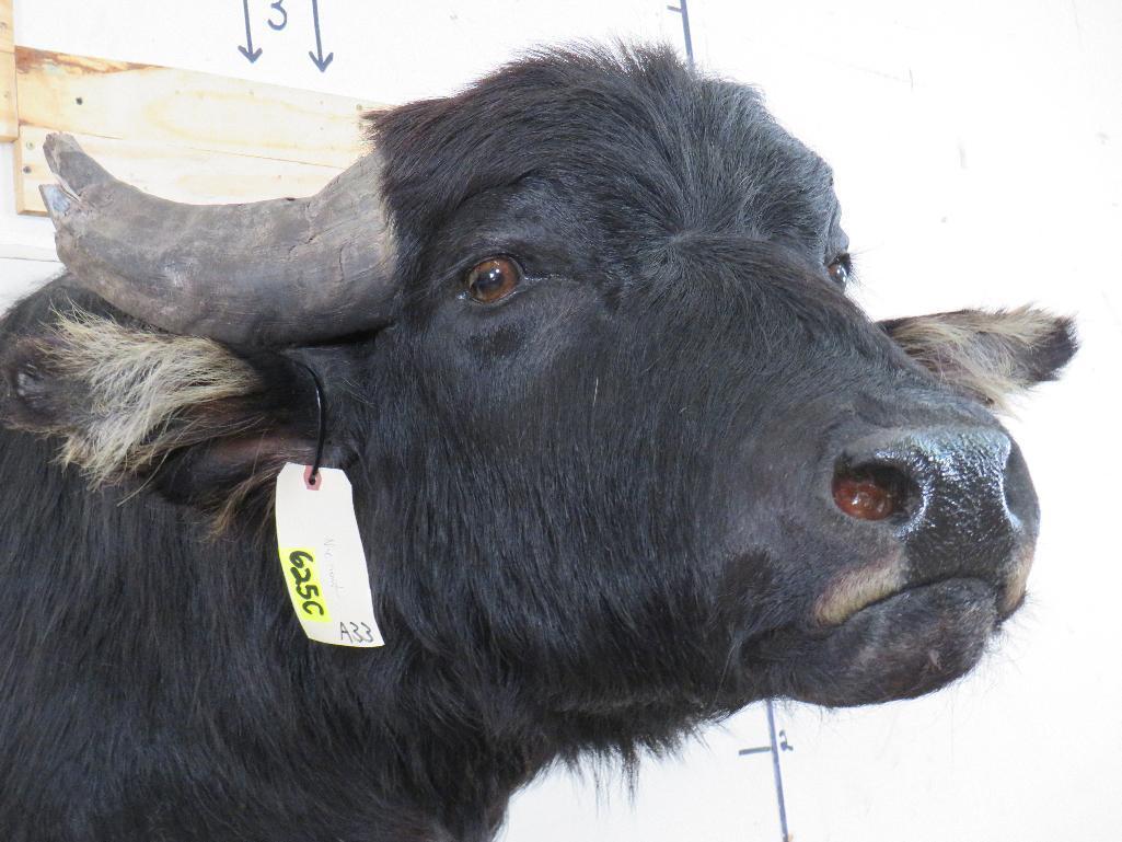 Water Buffalo Sh Mt TAXIDERMY