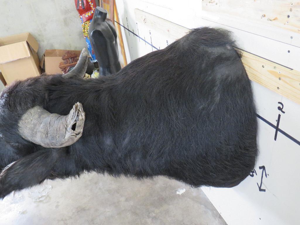 Water Buffalo Sh Mt TAXIDERMY