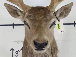 18 PT Red Stag Sh Mt TAXIDERMY