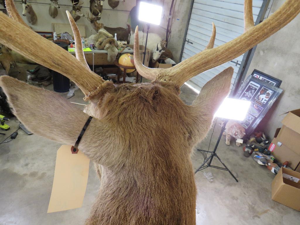 18 PT Red Stag Sh Mt TAXIDERMY