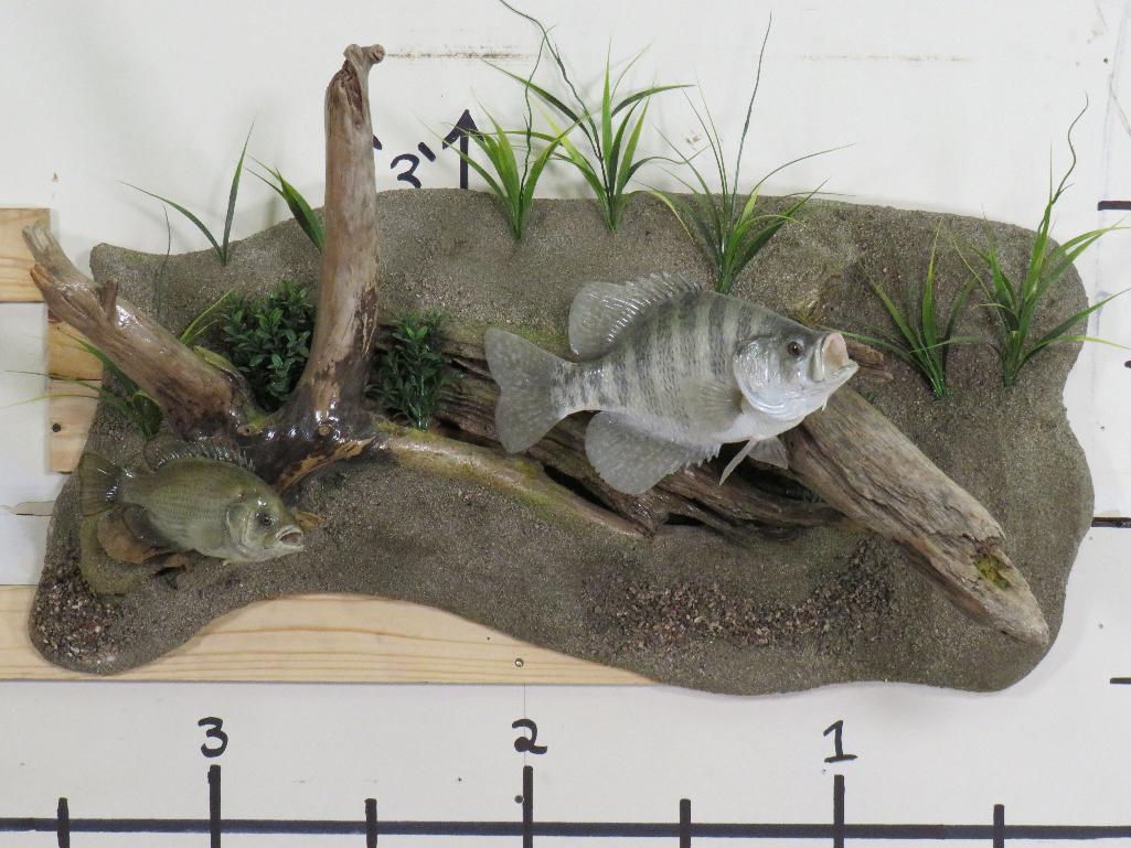 Very Nice & Realistic White Crappie & Rock Bass on Very Nice Scene TAXIDERMY