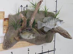 Very Nice & Realistic White Crappie & Rock Bass on Very Nice Scene TAXIDERMY