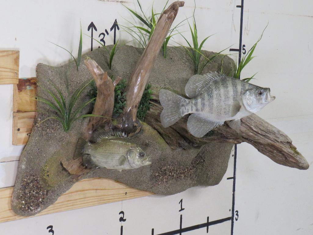 Very Nice & Realistic White Crappie & Rock Bass on Very Nice Scene TAXIDERMY