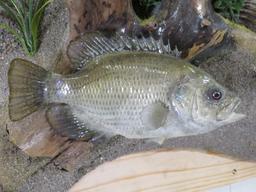 Very Nice & Realistic White Crappie & Rock Bass on Very Nice Scene TAXIDERMY