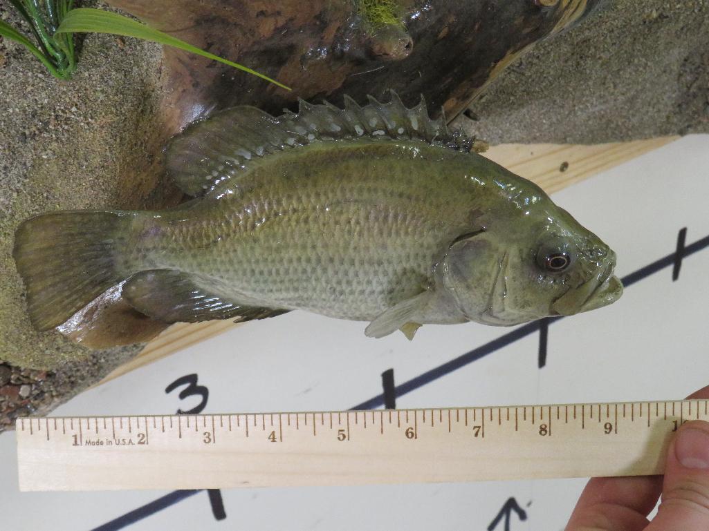 Very Nice & Realistic White Crappie & Rock Bass on Very Nice Scene TAXIDERMY