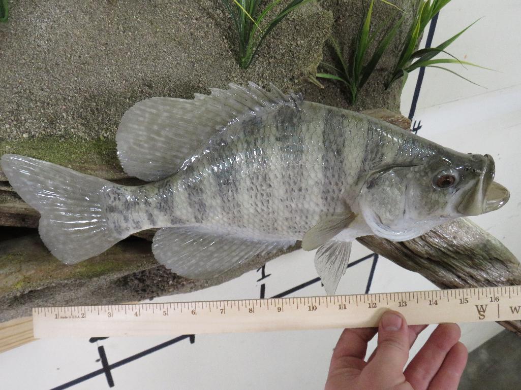 Very Nice & Realistic White Crappie & Rock Bass on Very Nice Scene TAXIDERMY