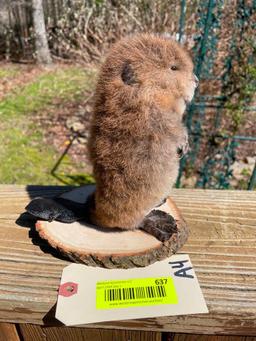 CUTE, little Baby beaver , NEW taxidermy mopunt, 7 1/2 inches tall, 7 1/2 inches wide at the tail, o