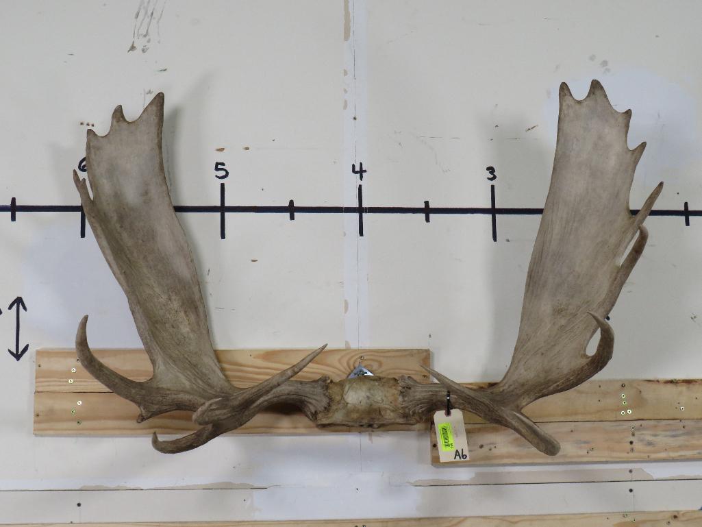 Mounted Moose Rack 47 1/4" Spread TAXIDERMY