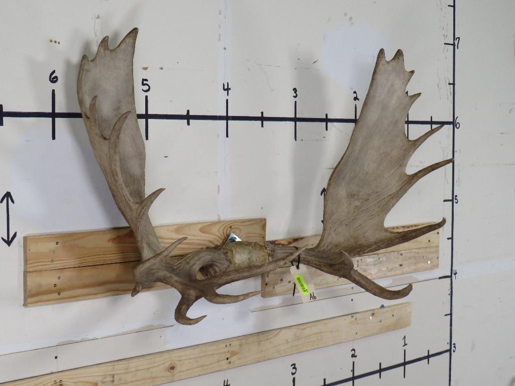 Mounted Moose Rack 47 1/4" Spread TAXIDERMY