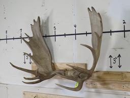 Mounted Moose Rack 47 1/4" Spread TAXIDERMY