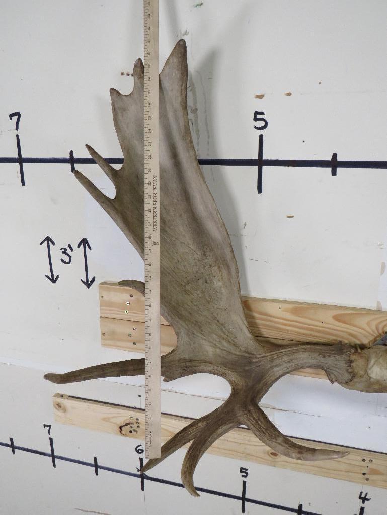 Mounted Moose Rack 47 1/4" Spread TAXIDERMY