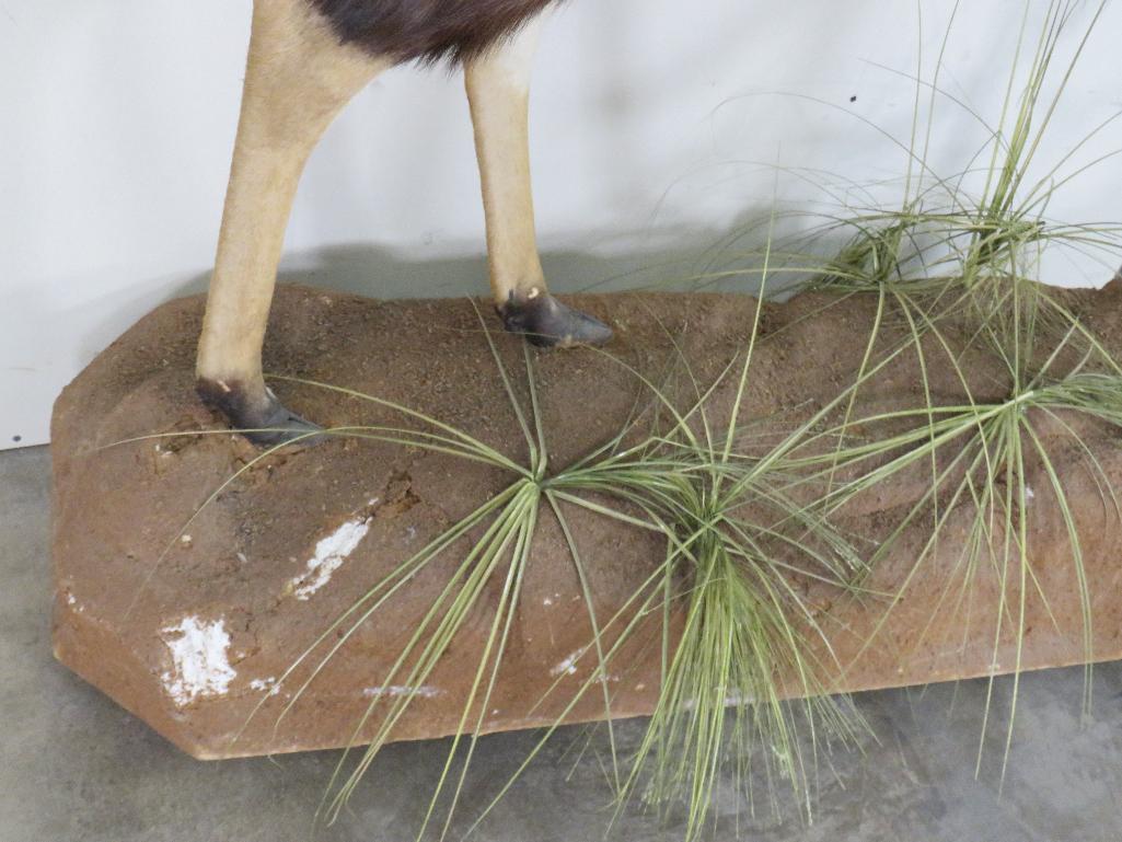 Lifesize Nyala on Base w/Wheels TAXIDERMY