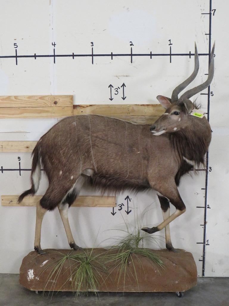 Lifesize Nyala on Base w/Wheels TAXIDERMY