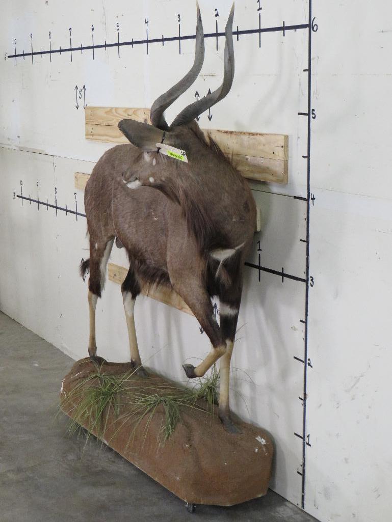 Lifesize Nyala on Base w/Wheels TAXIDERMY