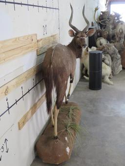 Lifesize Nyala on Base w/Wheels TAXIDERMY