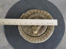 Lifesize Coiled Prairie Rattlesnake Showing Fangs TAXIDERMY