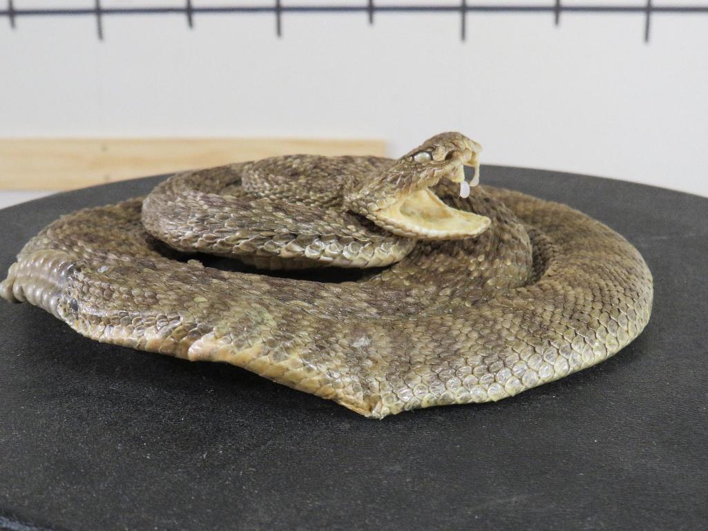 Lifesize Coiled Prairie Rattlesnake Showing Fangs TAXIDERMY