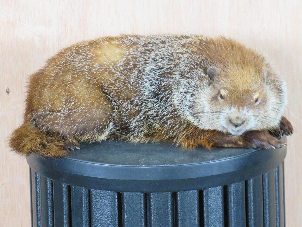 Rare Lifesize Marmot *No Base* TAXIDERMY