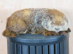 Rare Lifesize Marmot *No Base* TAXIDERMY